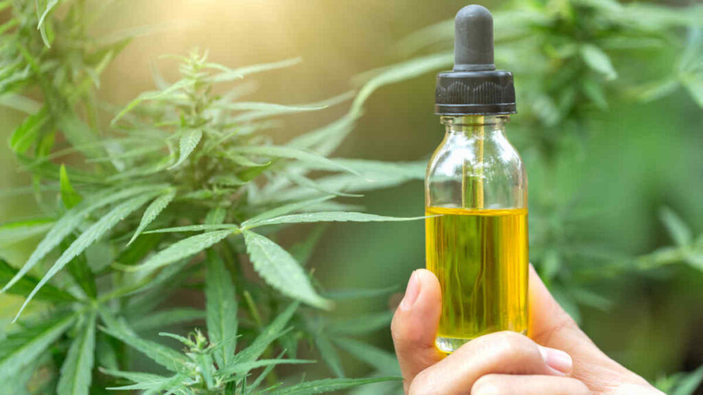 Why CBD Oil is Becoming Popular