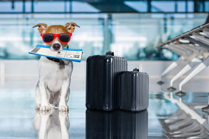 How To Travel With Your Pet During Covid-19