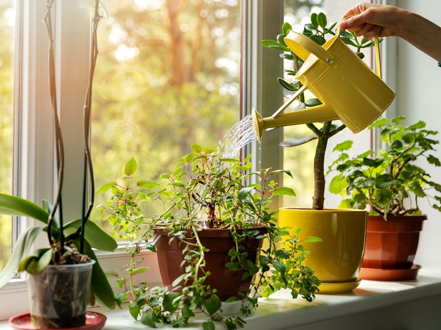 How Can Indoor Plants Add A Chic Look To Your House