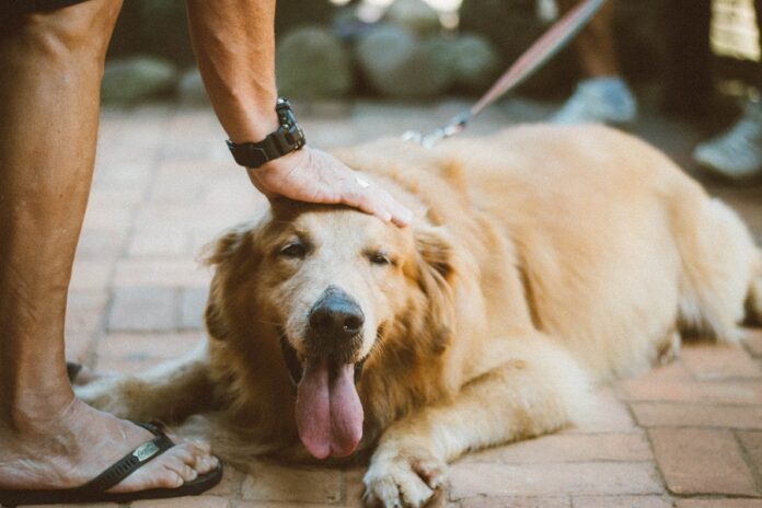 Benefits And Side Effects Of CBD Oil For Dogs