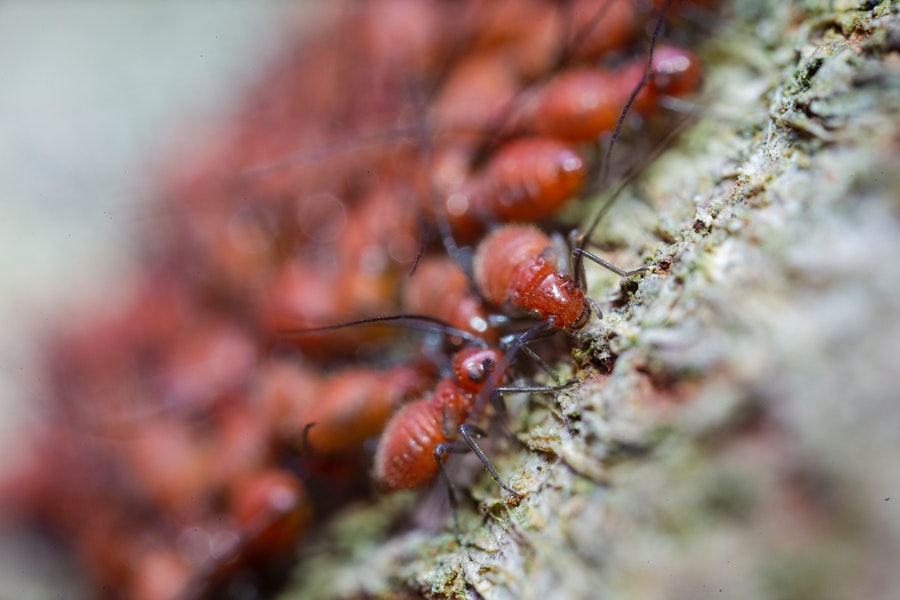 Tips to Follow If You Have Pests in Your Home