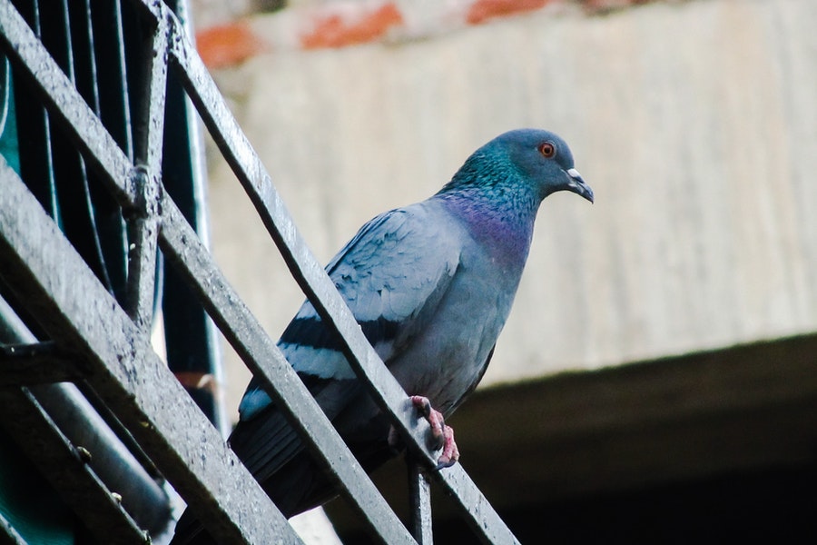 How to Keep the Pigeons off a Balcony