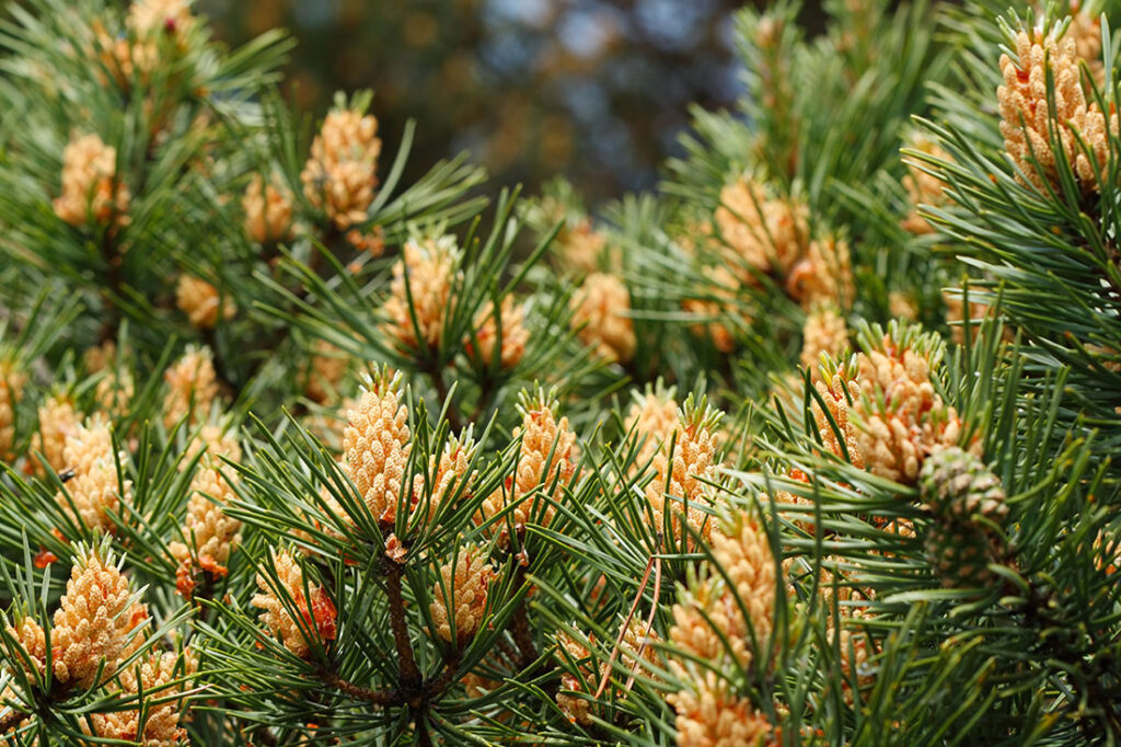 Know Why Young People are Taking Pine Pollen