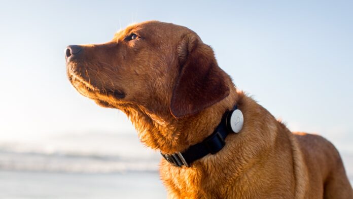 Tips To Choosing The Best Dog GPS Tracker For My Dog