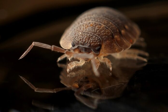 A Step by Step Guide for Getting rid of Bedbugs