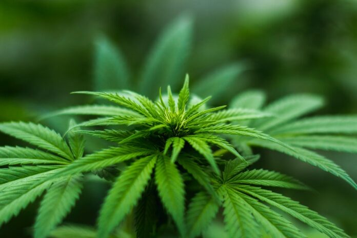How To Grow Your Own Marijuana
