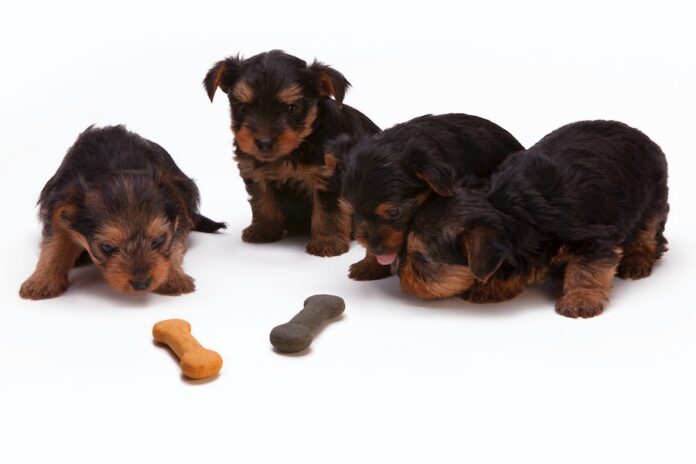 Understanding Potential Risks and Benefits of Raw Dog Food Diets